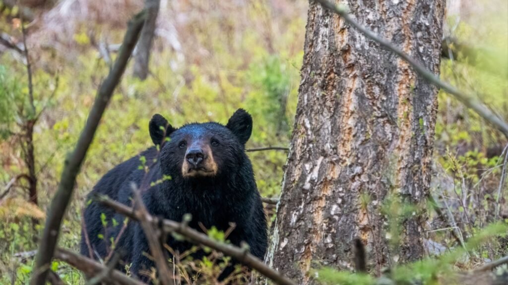 black bear
