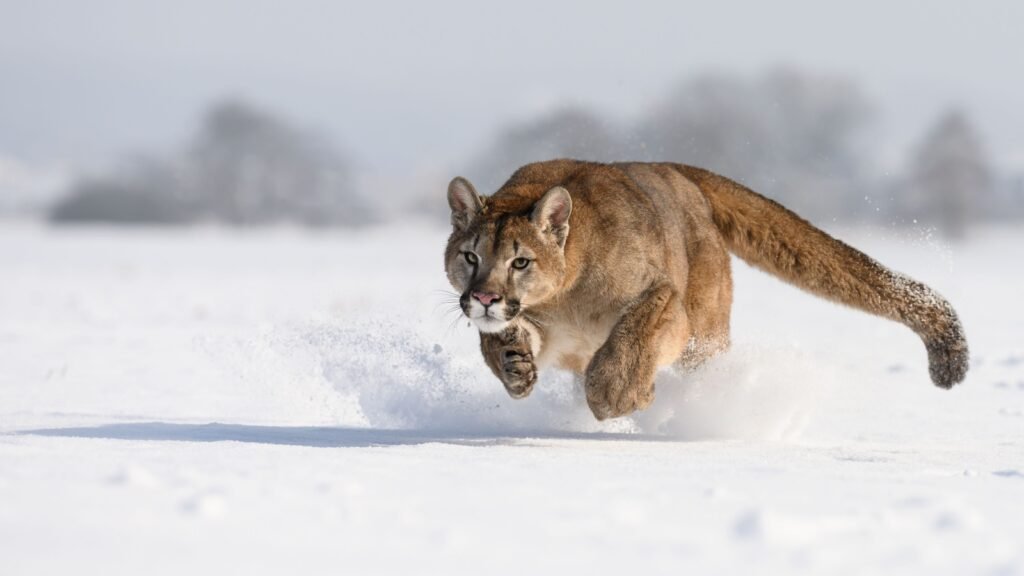 mountain lion