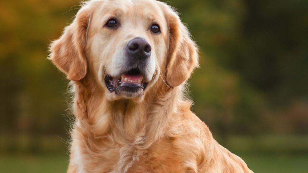 Golden Retriever
