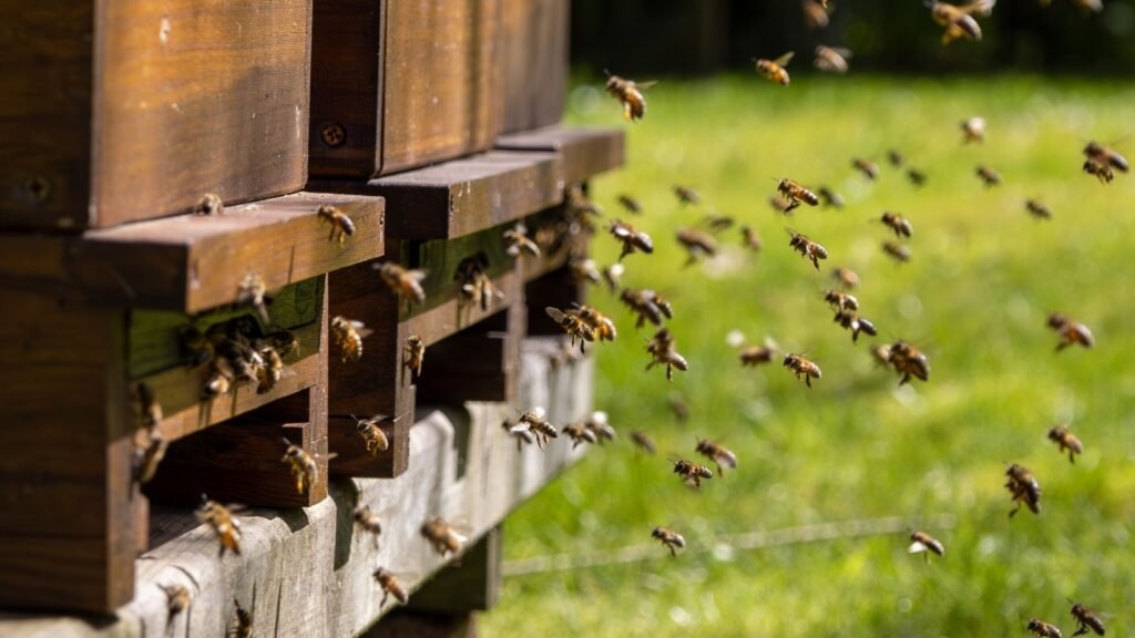 bees landing on beehive