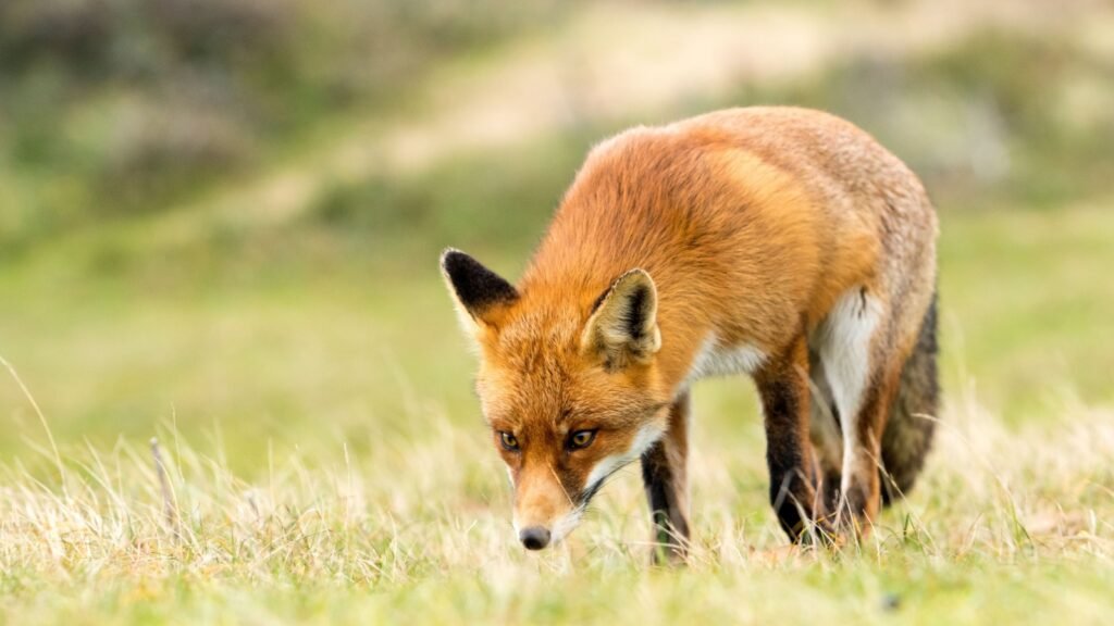 red fox
