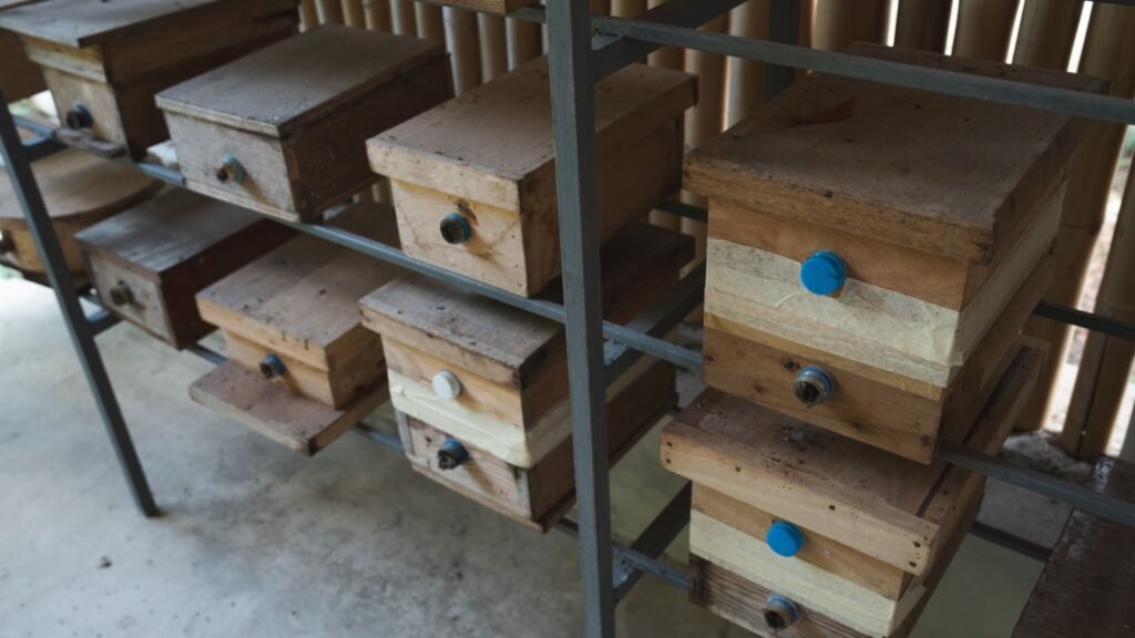 stingless bees in box