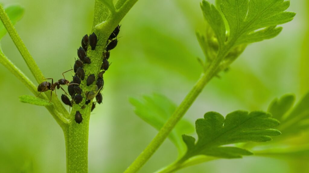 garden pests
