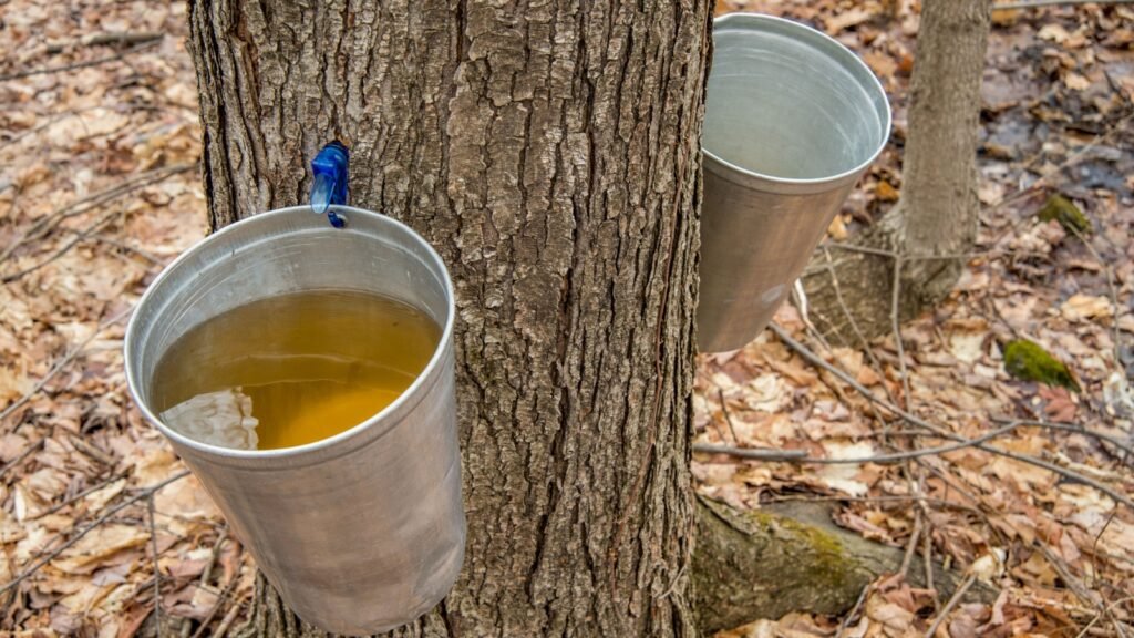 tree tapping for syrup