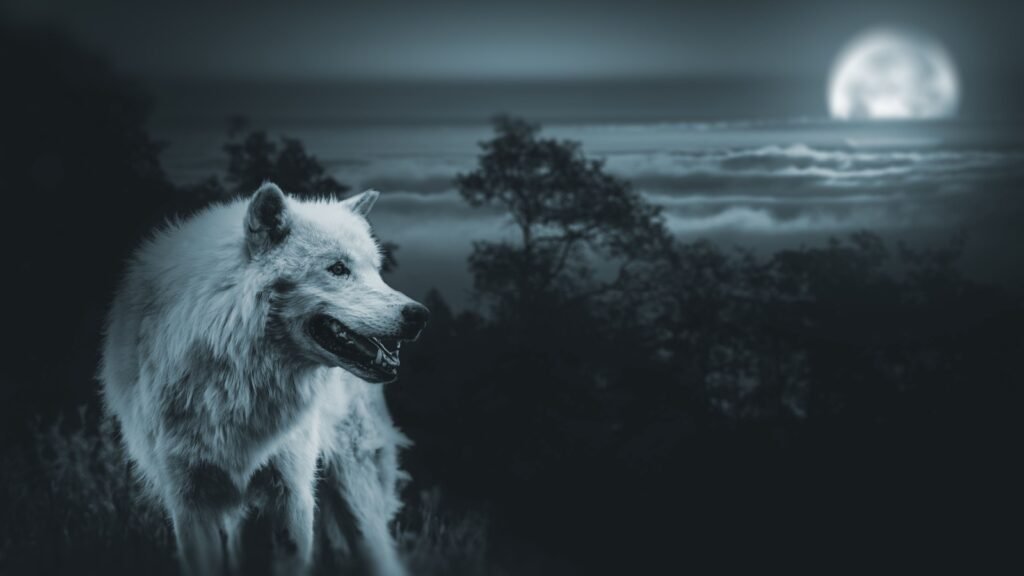 Wolf in the dark