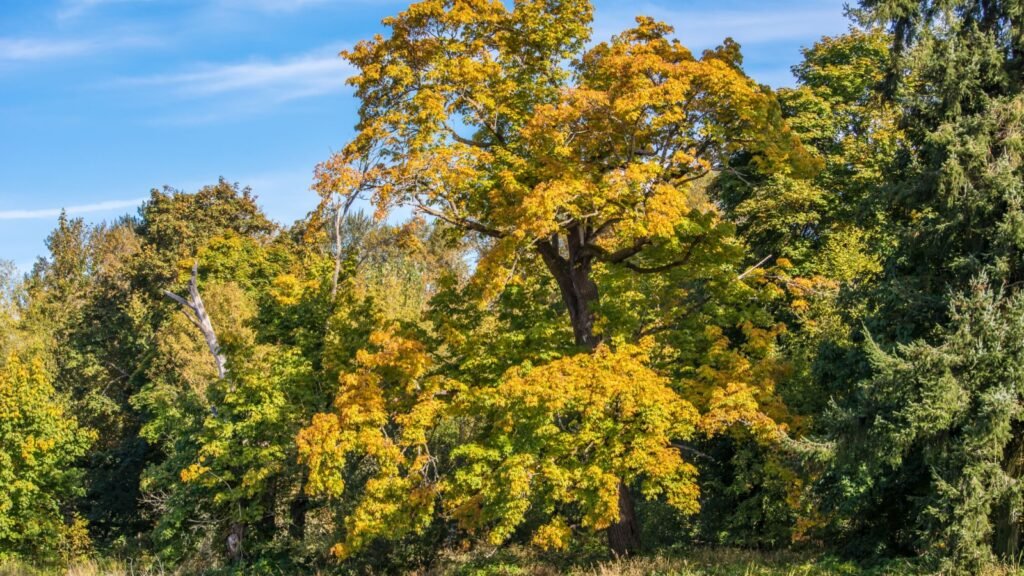 Big Leaf Maple