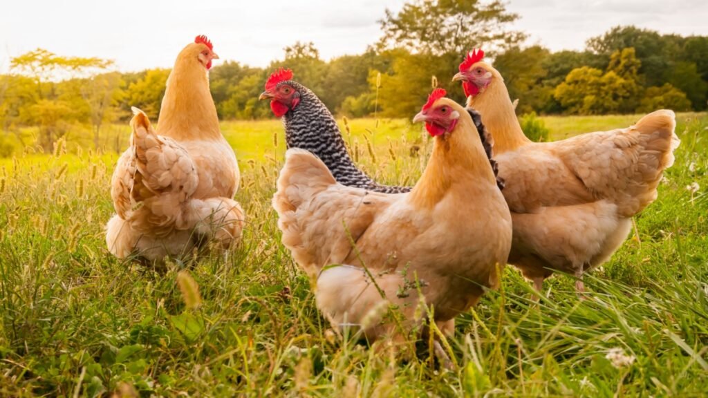 a group of chicken
