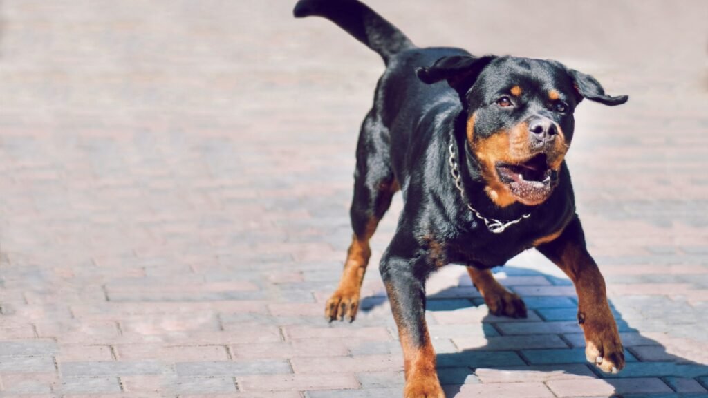 Rottweiler
