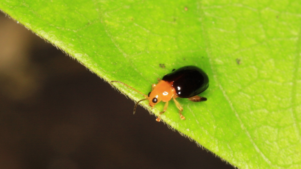 flea beetle