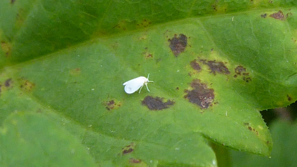 whitefly