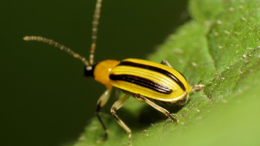 cucumber beetle