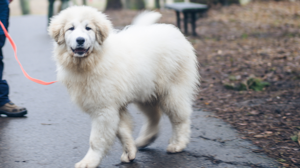 Great Pyrenees