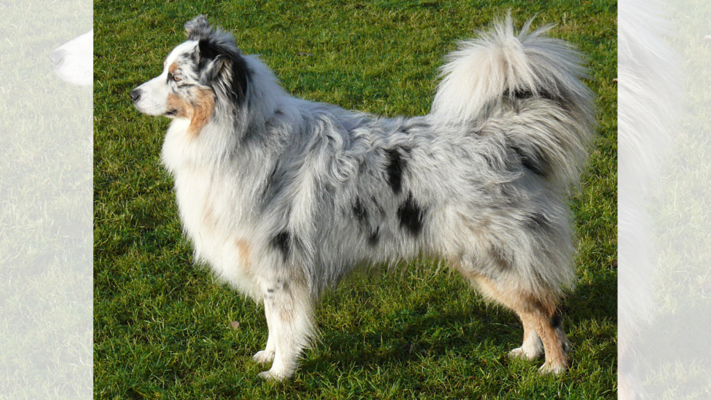 Australian Shepherd
