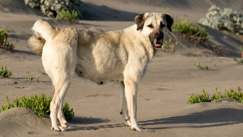 Anatolian Shepherd
