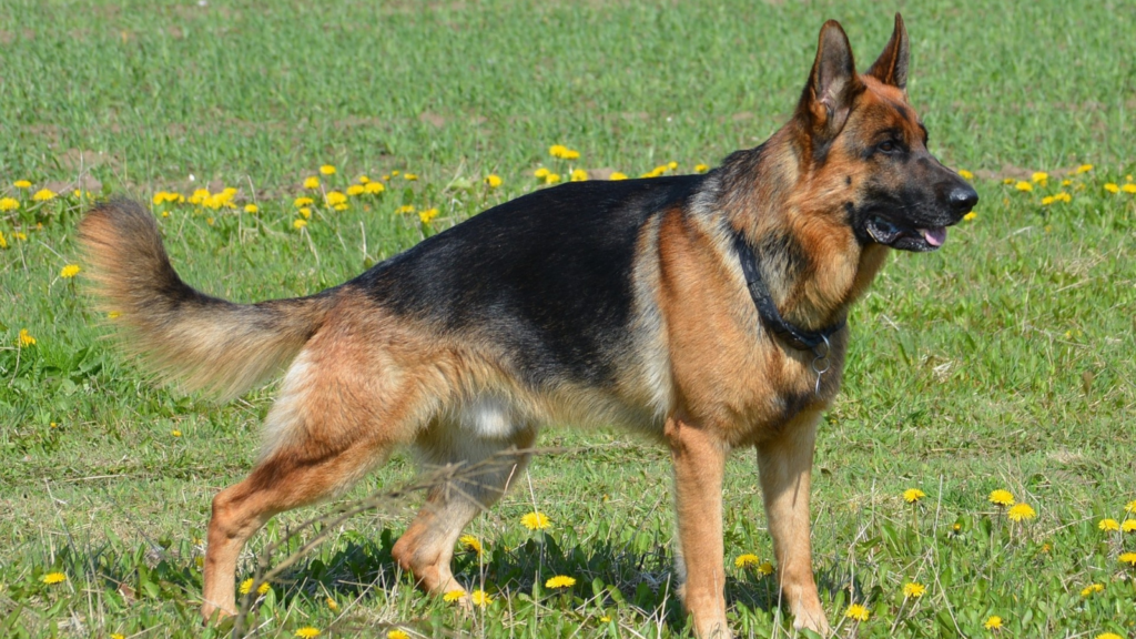 German Shepherd
