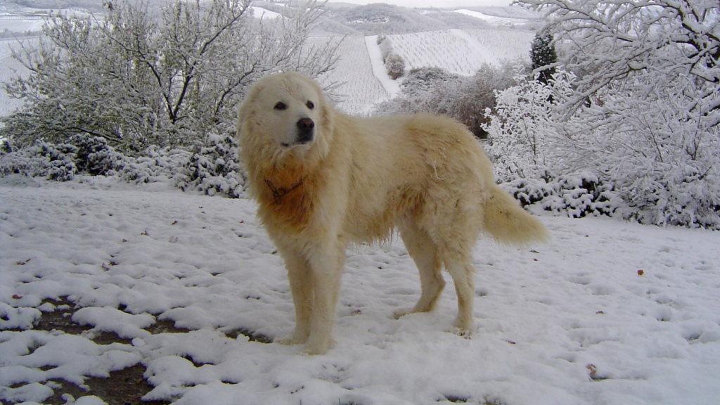 Maremma Sheepdog
