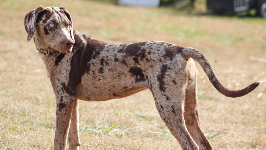 Catahoula Leopard Dog
