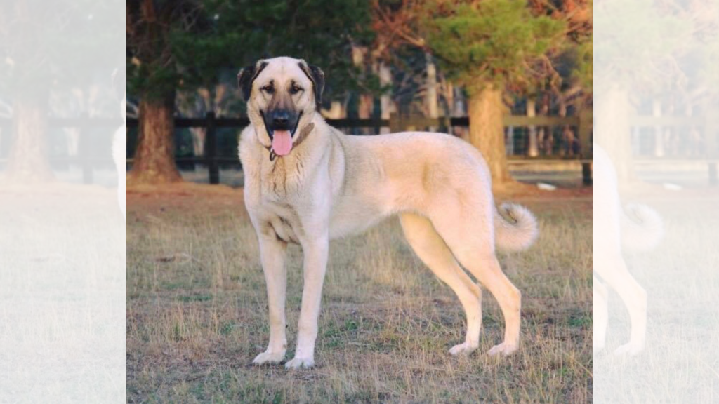 kangal
