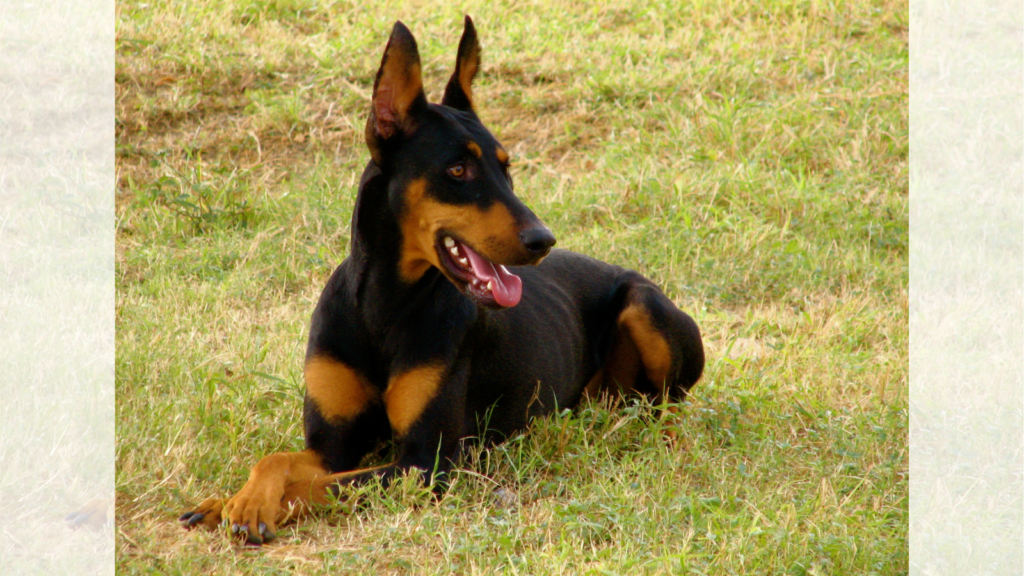 Doberman Pinscher
