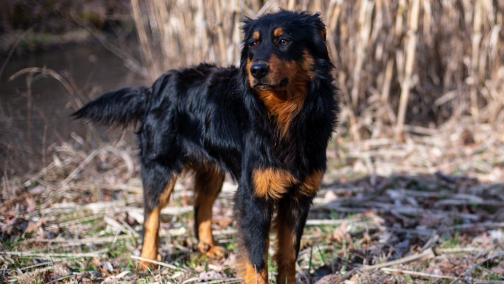 English Shepherd
