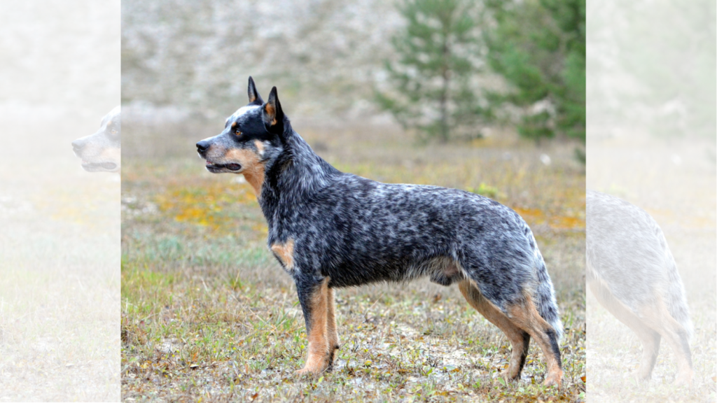 Blue Heeler (Australian Cattle Dog)
