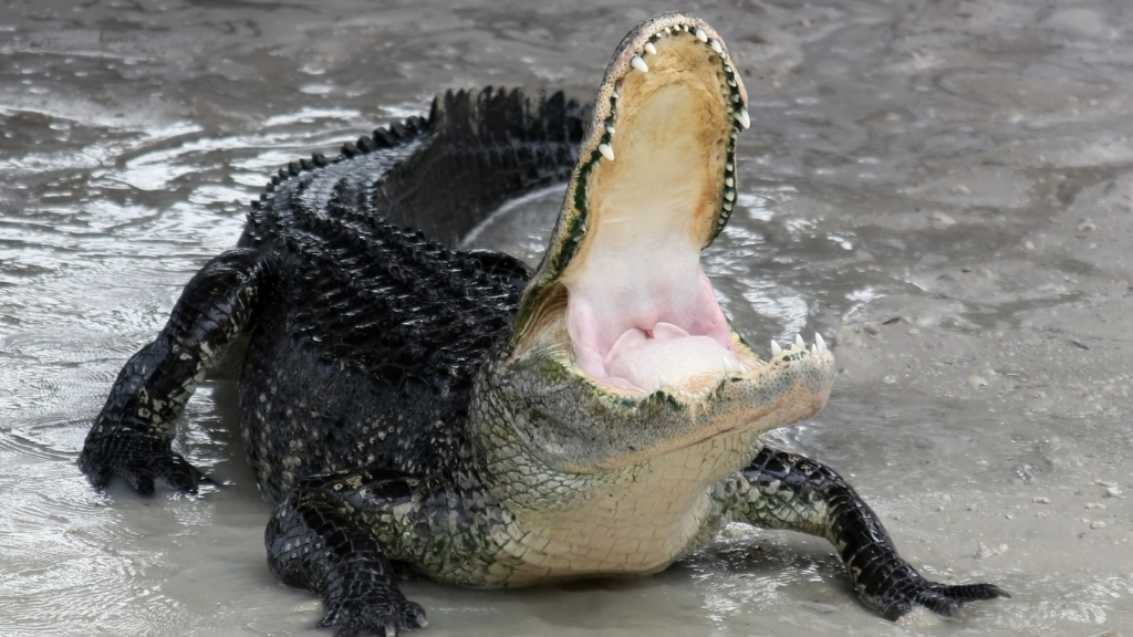 american alligator
