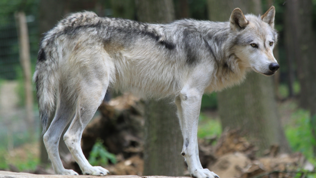 gray wolf
