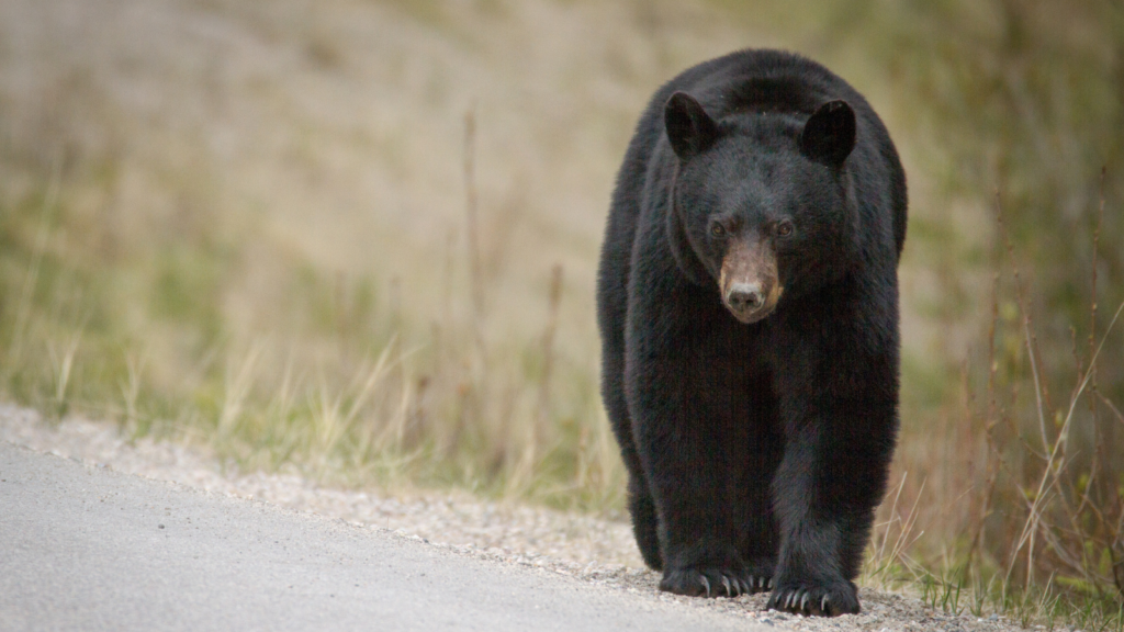 black bear
