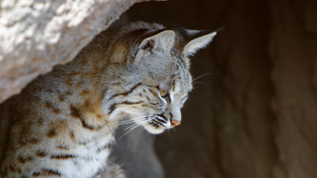 bobcat
