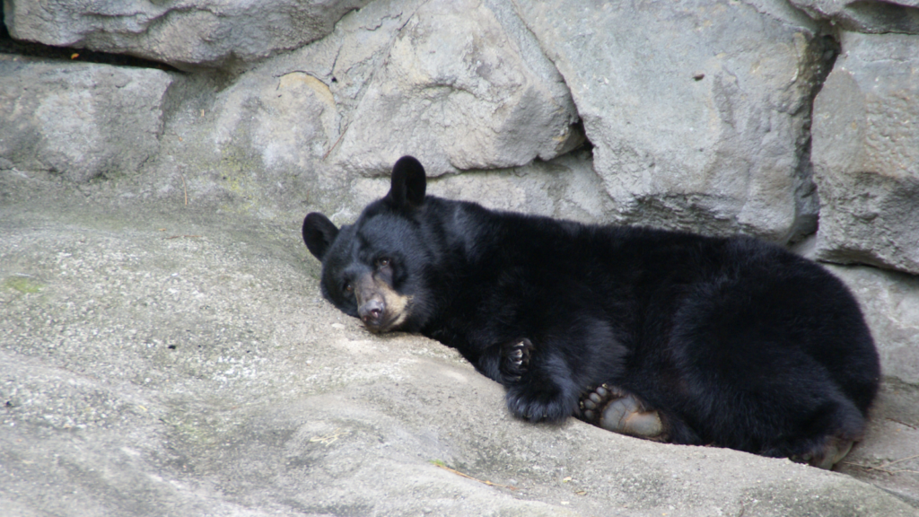 black bear
