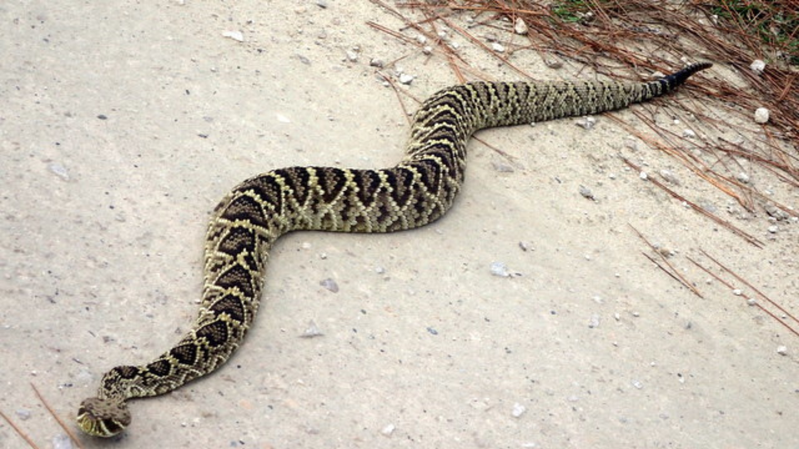 Eastern Diamondback Rattlesnake
