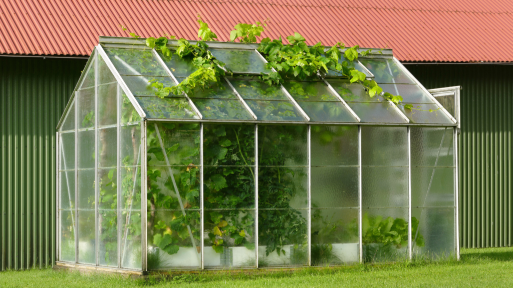 greenhouse