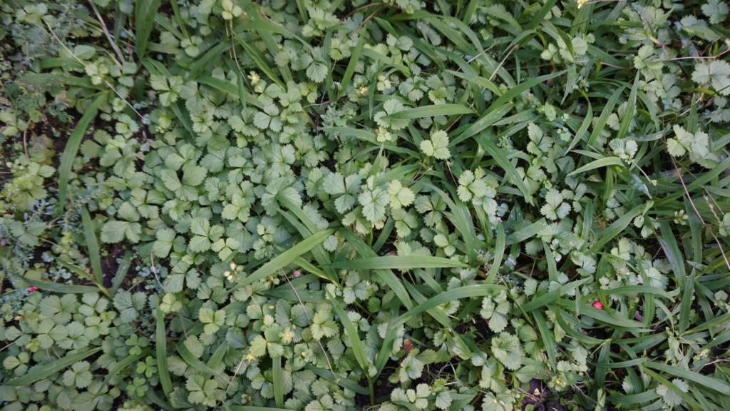 weeds in garden