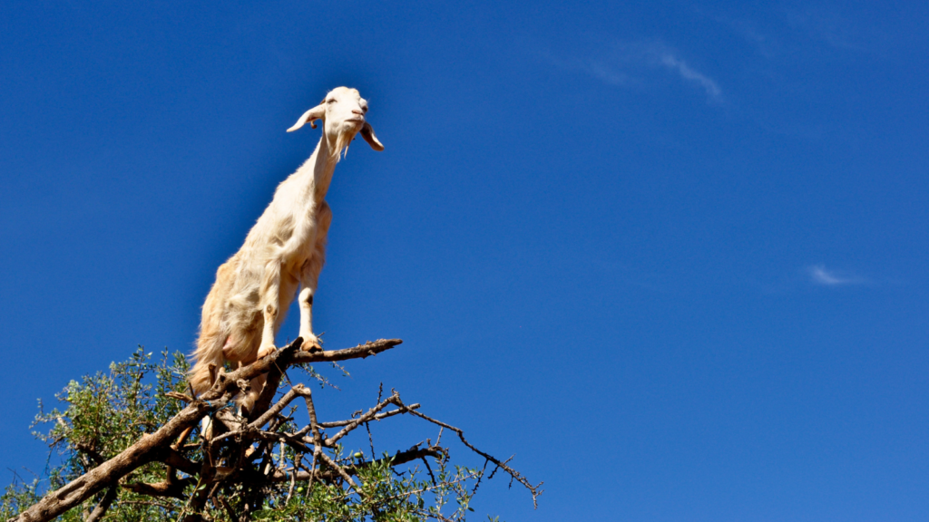 goat on top of a tree
