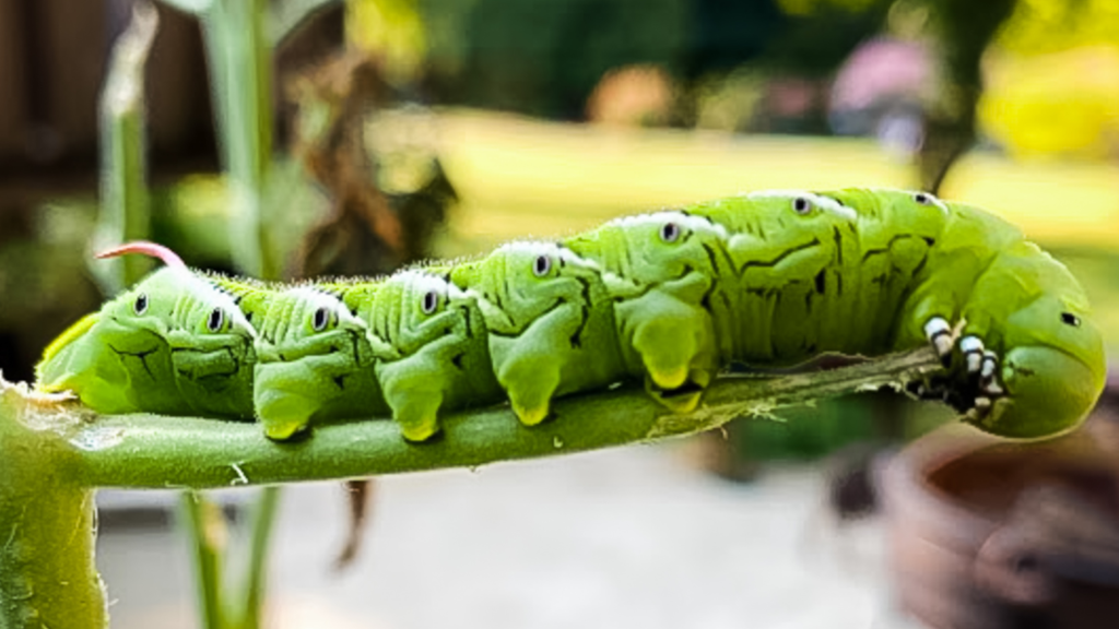 hornworm