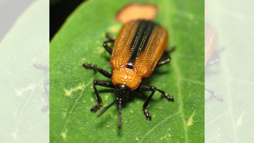 leaf miner