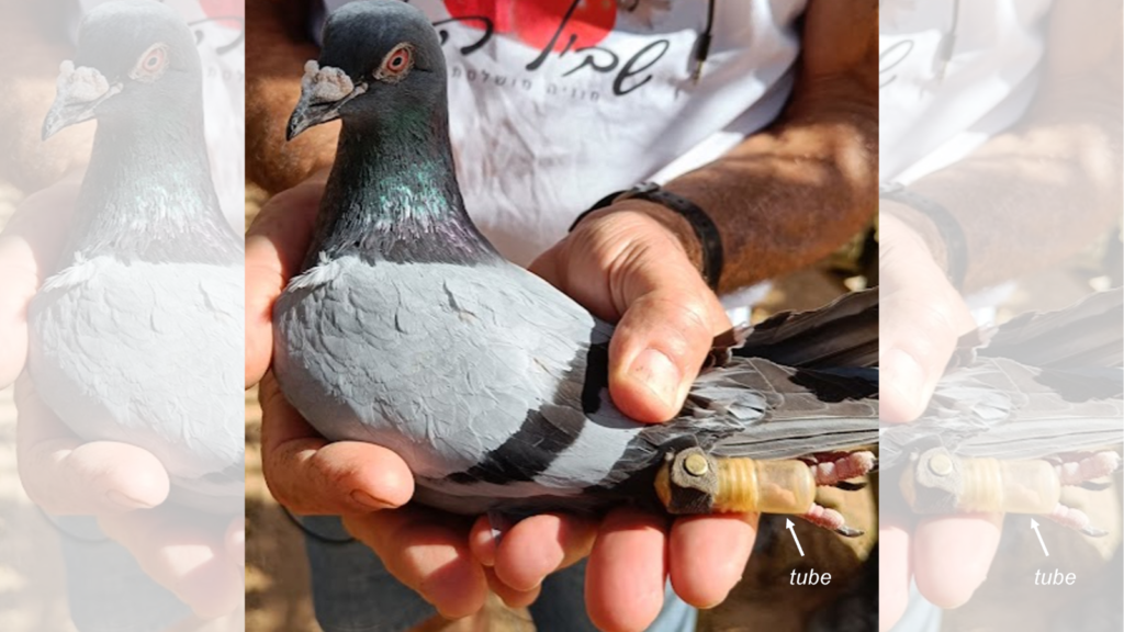 Pigeon Post
