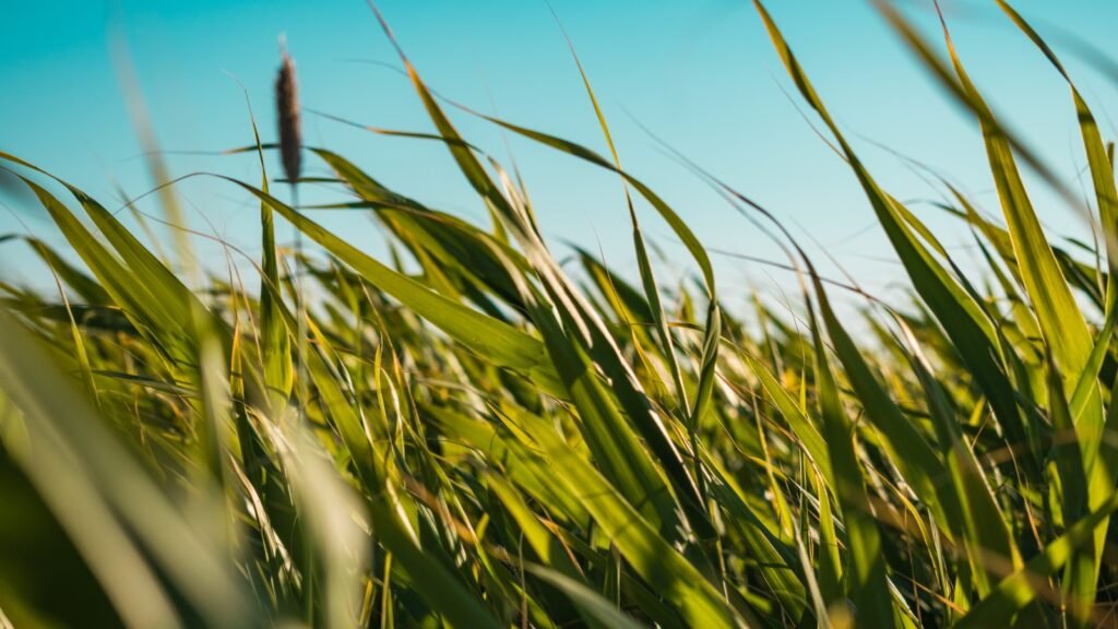 Bent Grass