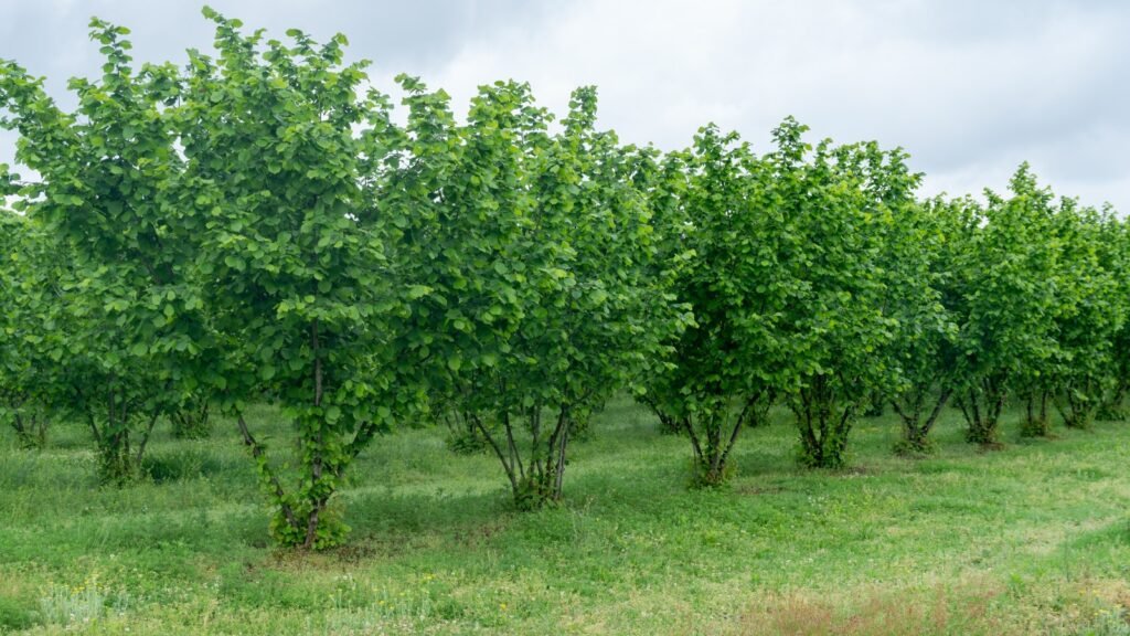 Hazelnut Tree