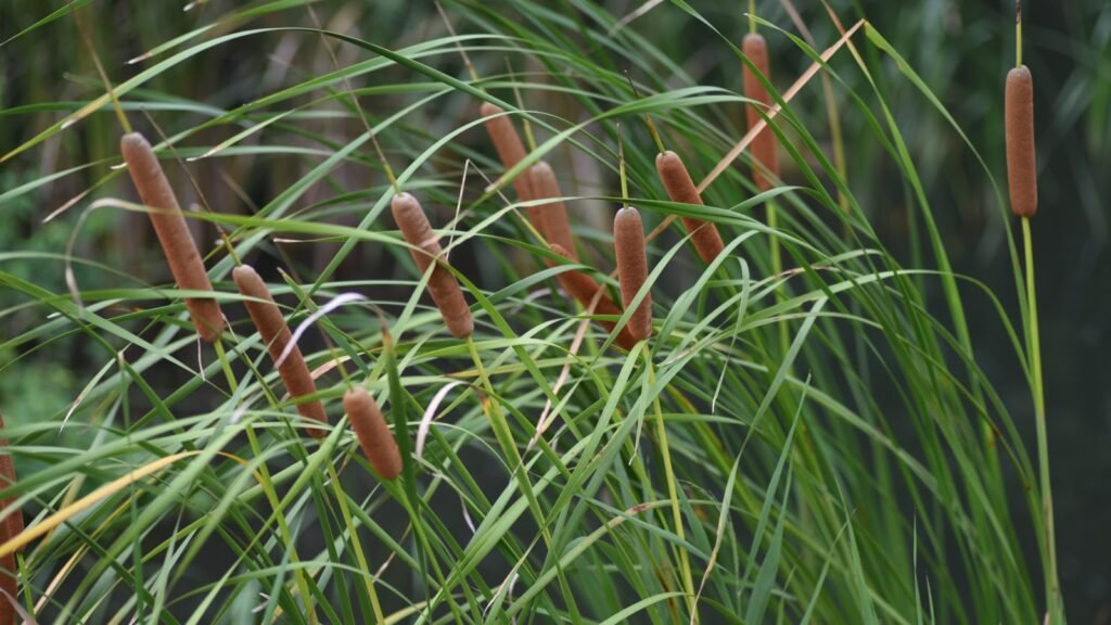  Cattails (Typha)