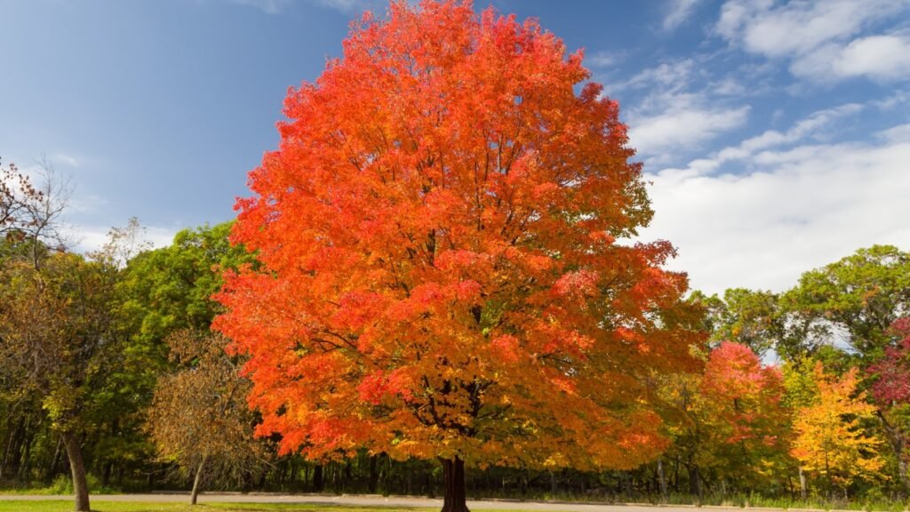 Sugar Maple tree