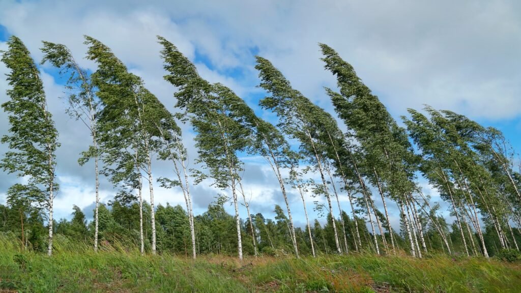 Birch Trees (Betula)