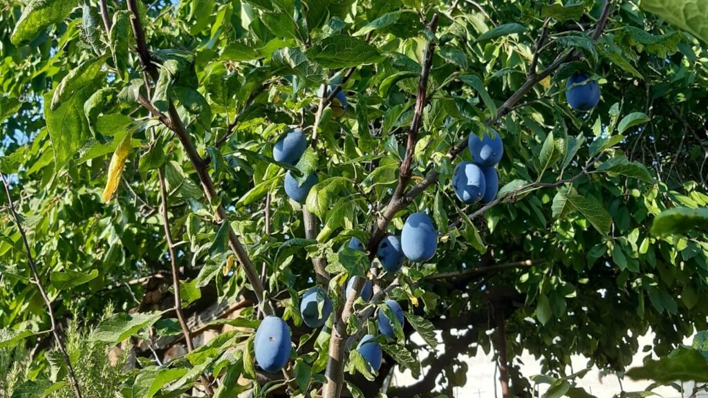 Plum Tree