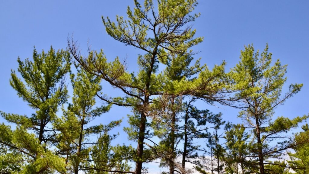 White Pine Trees