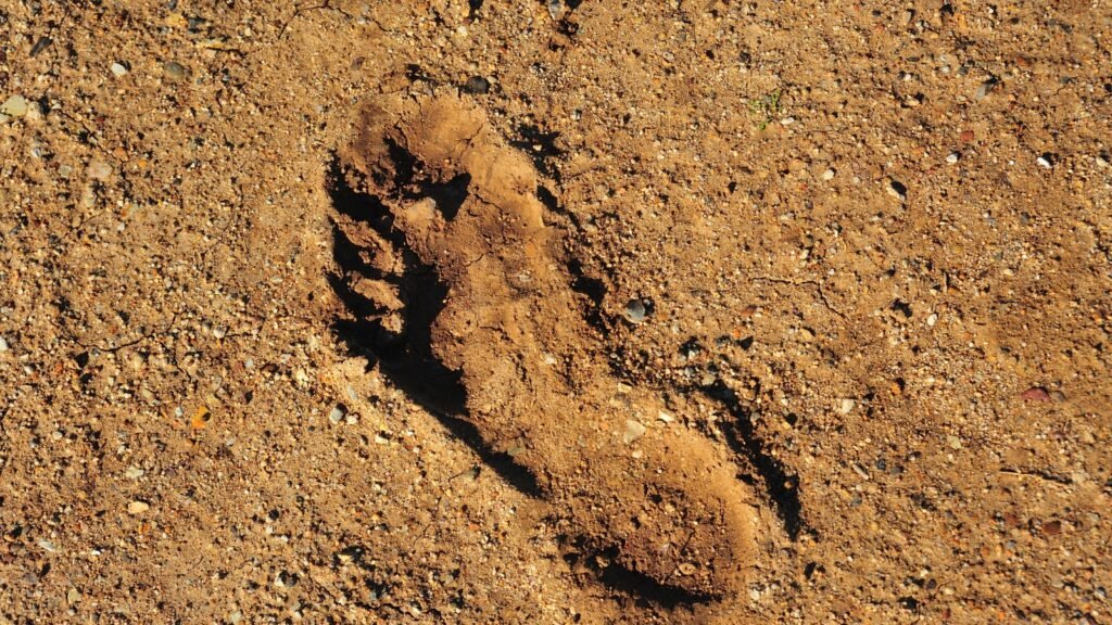 Footprint interpretation/tracking