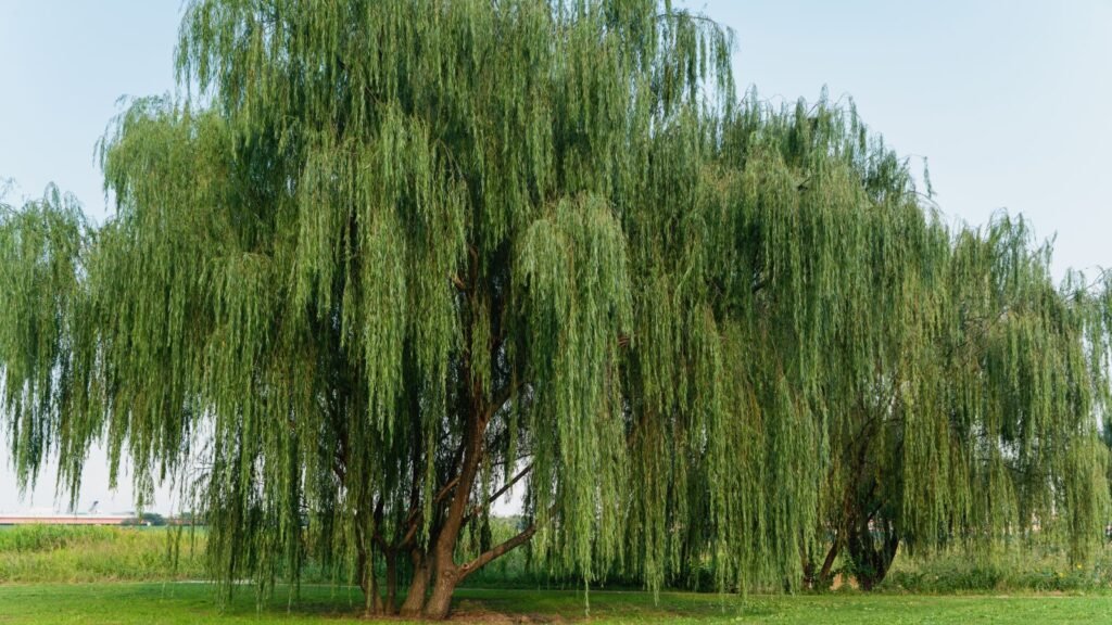 Willow Tree