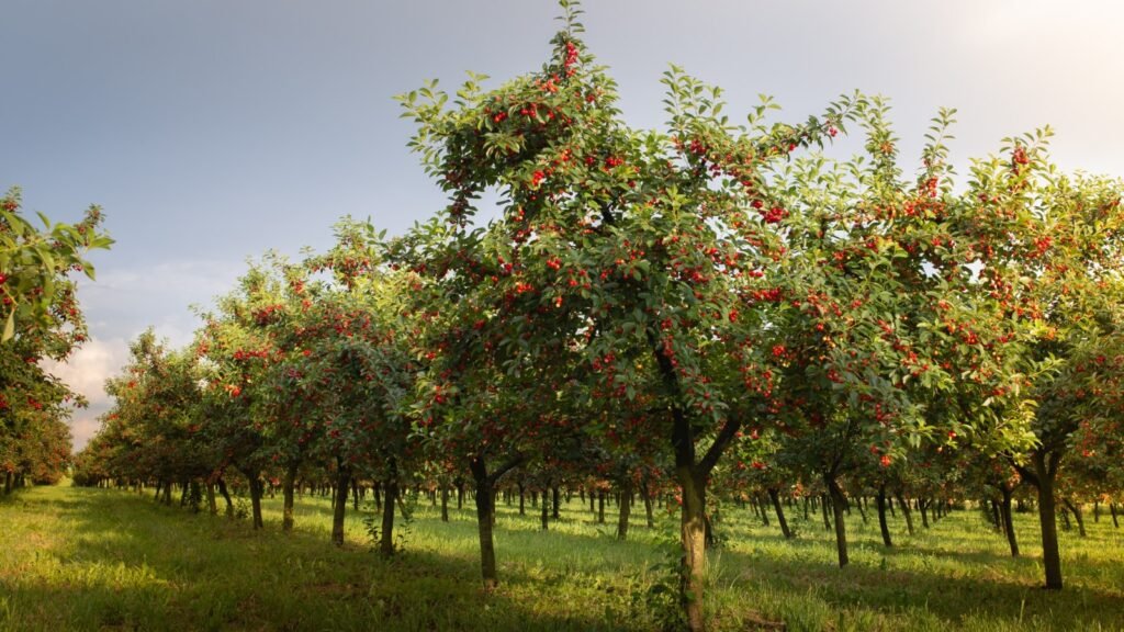 Cherry Tree