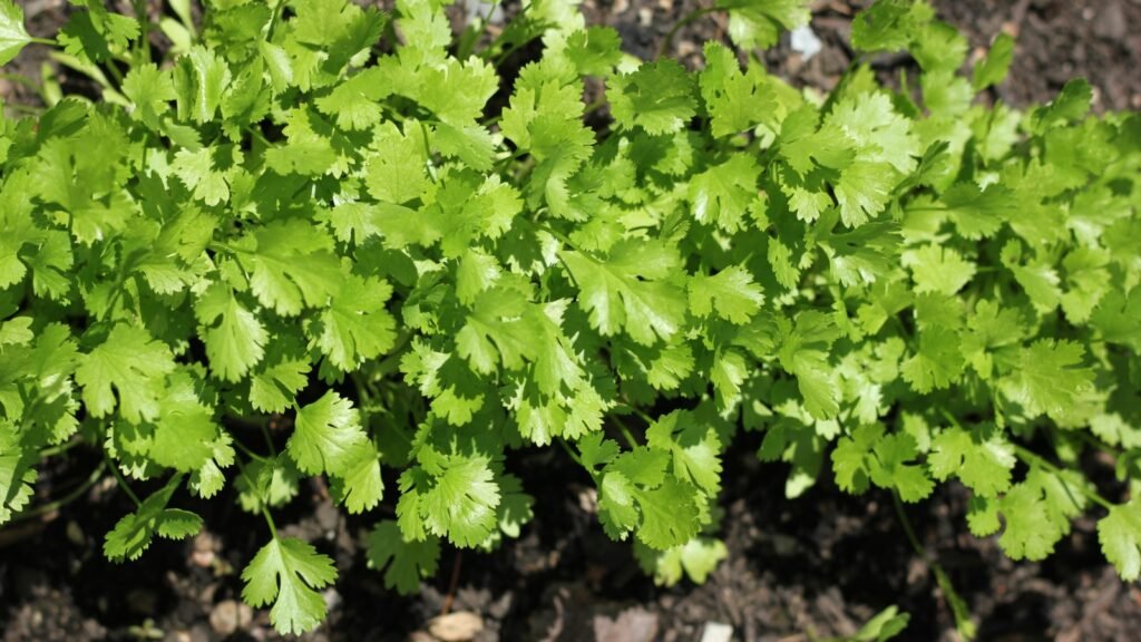 Cilantro (Coriandrum Sativum)