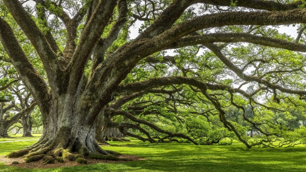 Oak Trees