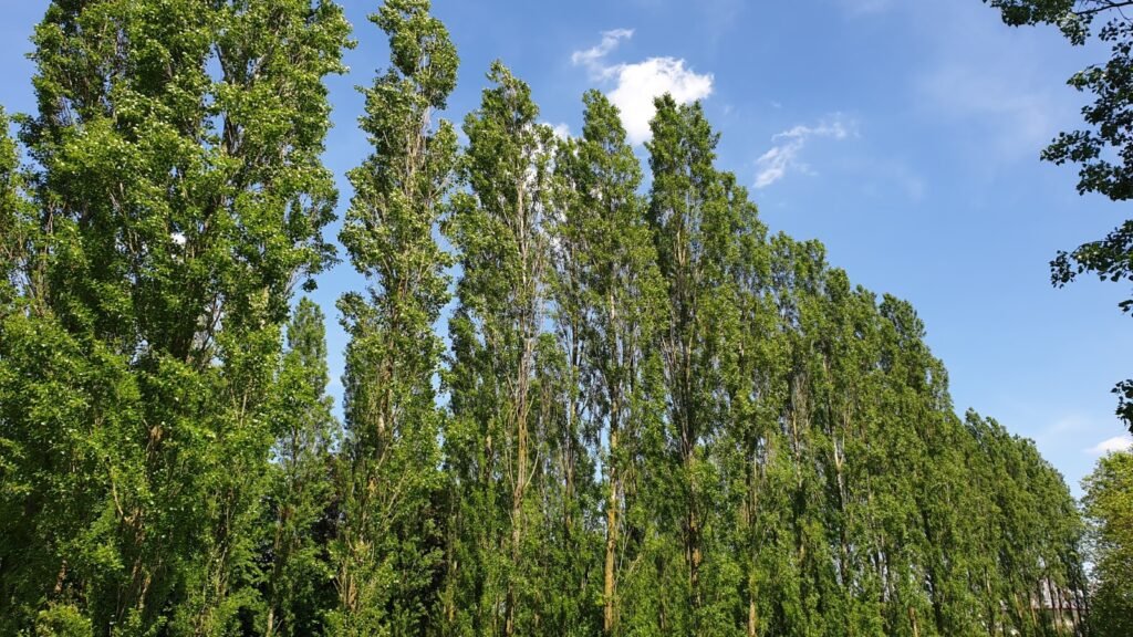 Poplar Trees